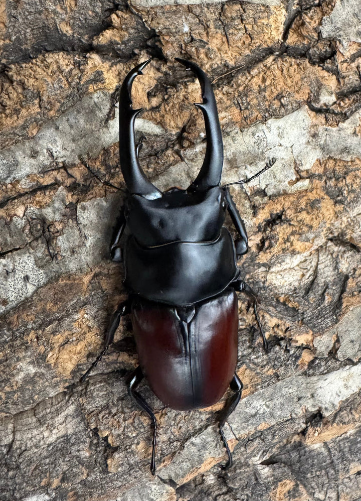 【WD】《ドンキエルコクワ原名亜種 70.5mm ペア》