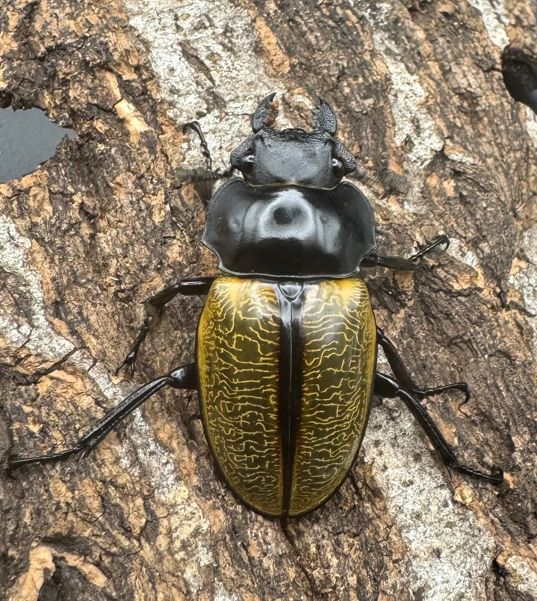 【WD】《スペクタビリスツヤクワガタ 76mm ペア》