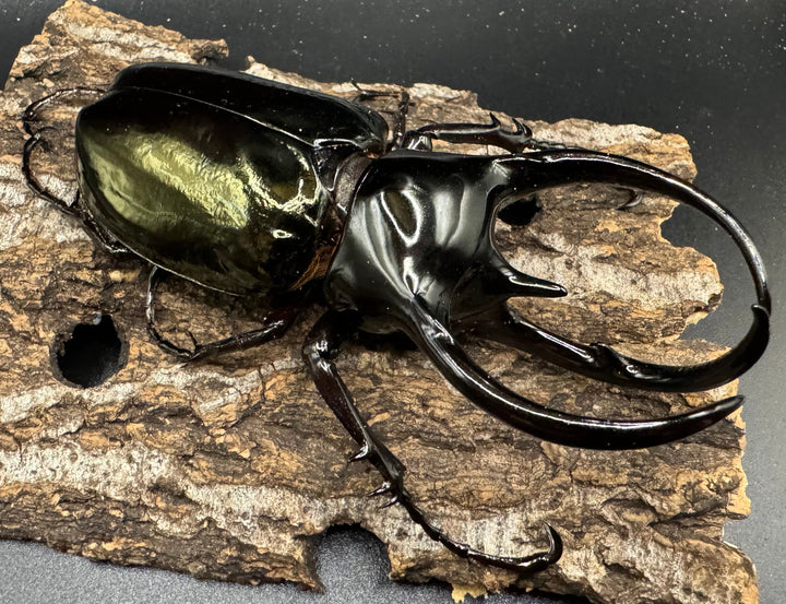 【WD】《タイリクコーカサスオオカブト タイ産 110mm ペア》