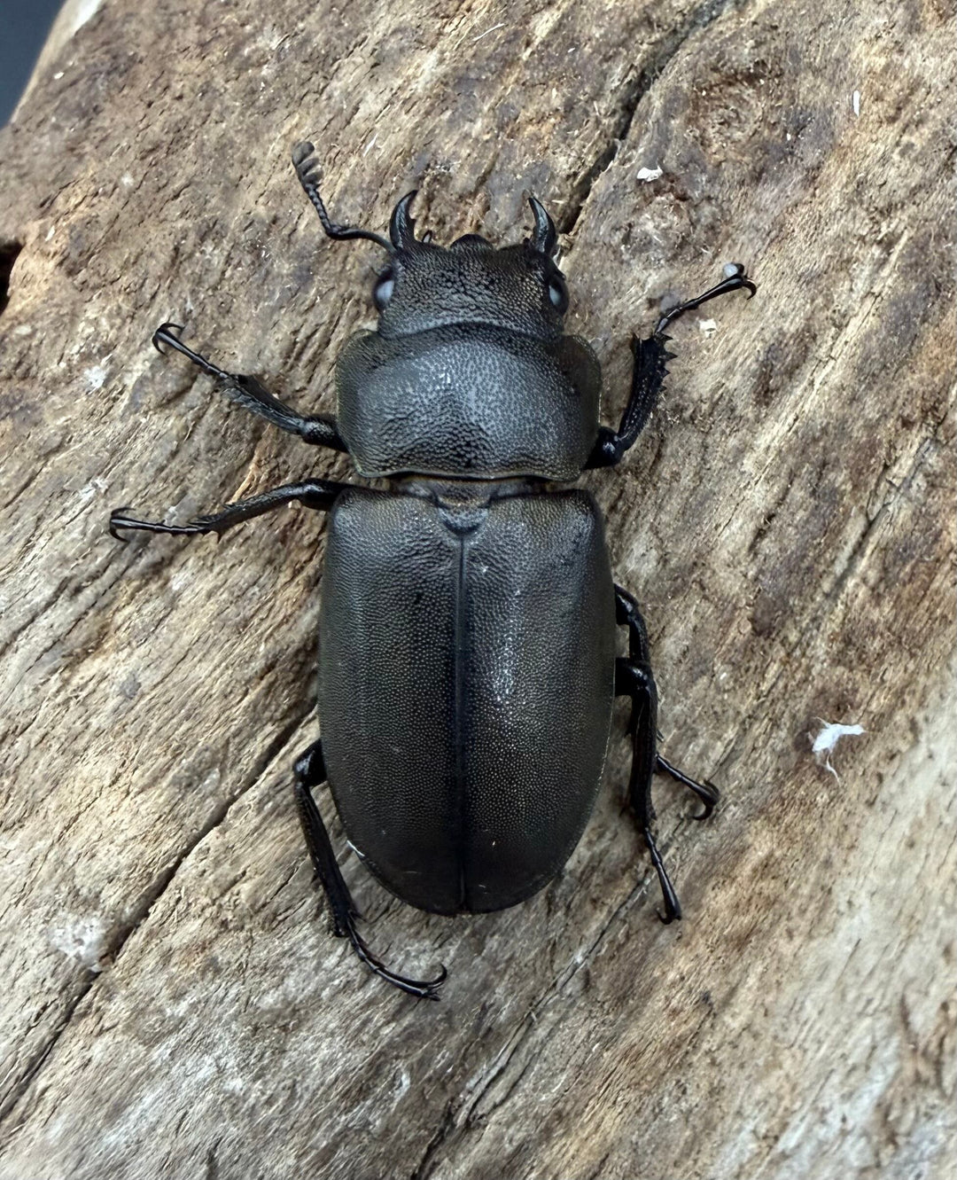 《スぺキオススホソアカ ベララベラ産 54mm ♂♀♀トリオ》
