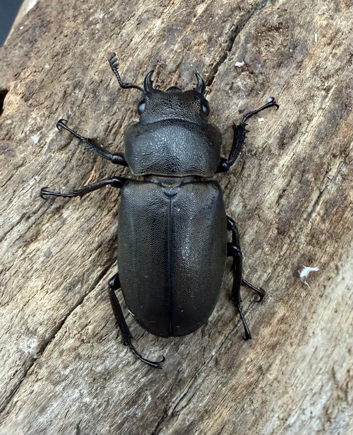 《スぺキオススホソアカ ベララベラ産 54mm ♂♀♀トリオ》