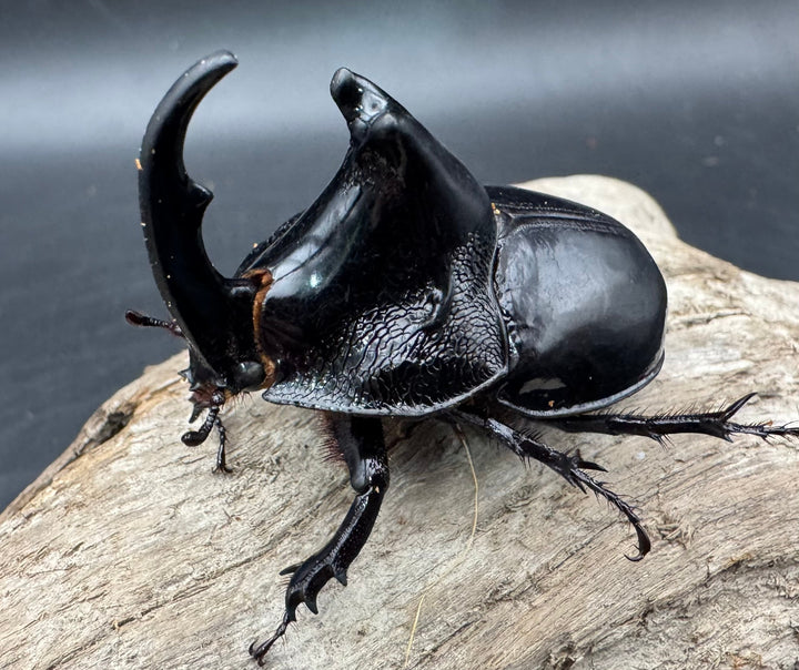 【WD】《オオツノメンガタカブト 南カリマンタン産 58mm ♂単》