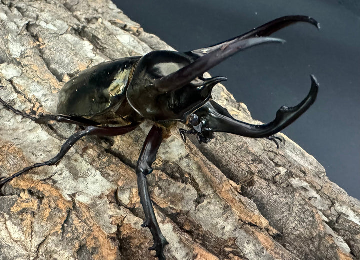 【WD】《ミンダナオアトラスオオカブト 97mm ペア》