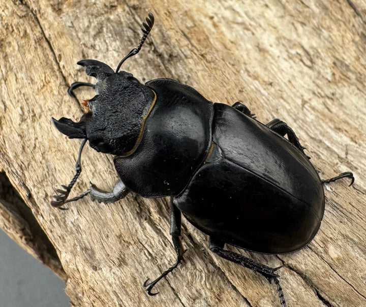 【WD】《ハヤシミヤマ（ハンスミヤマ） 38mm ♀単》