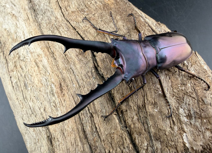 【美麗】《メタリフェルホソアカ亜種finae 72mm ペア》わたくわ氏ブリード個体