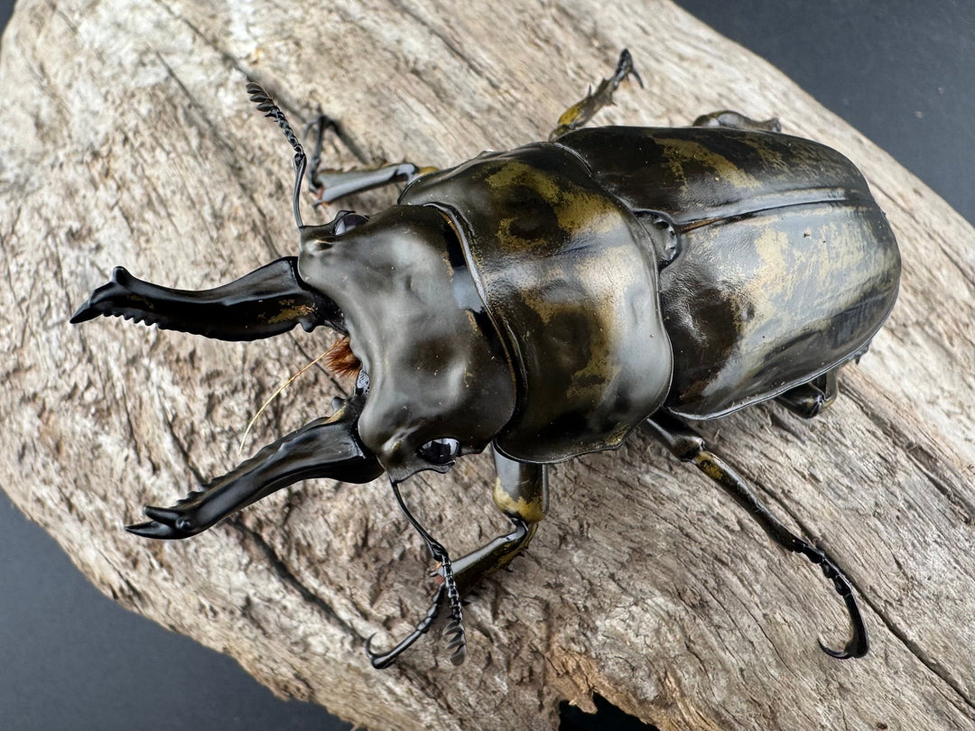 【F0】《ローゼンベルグオウゴンオニクワガタ 72mm ペア》