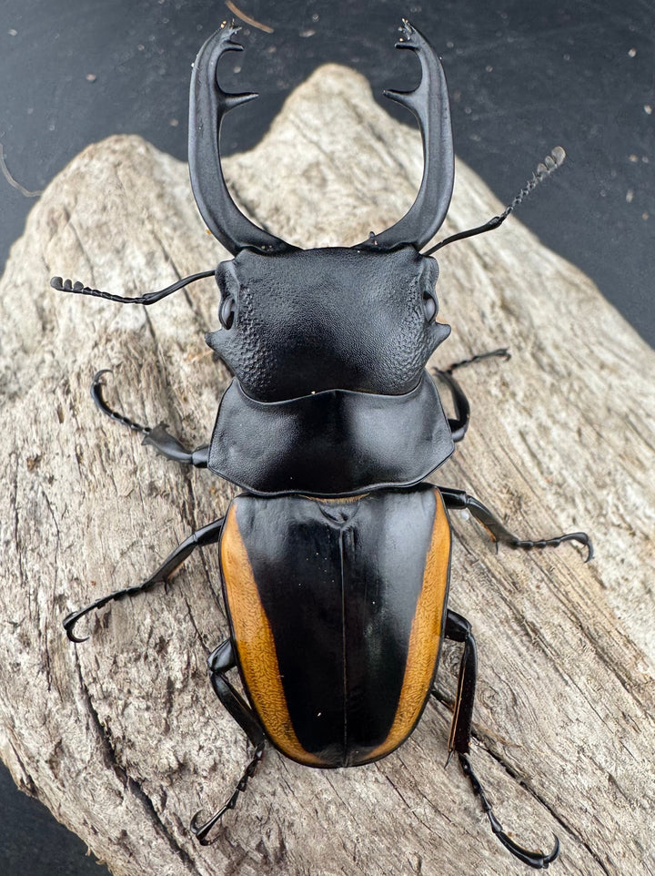 【WD】《スティーブンスツヤ亜種mamaesaensis 68mm ペア》