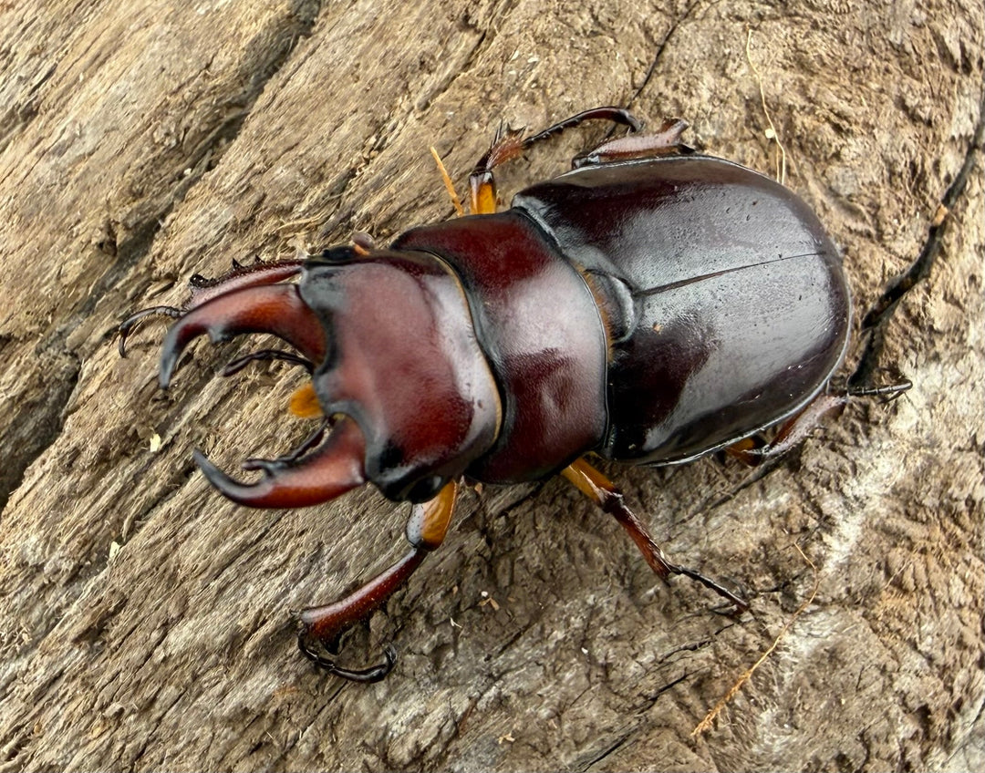 《カプレオルスミヤマクワガタ 35mm ペア》