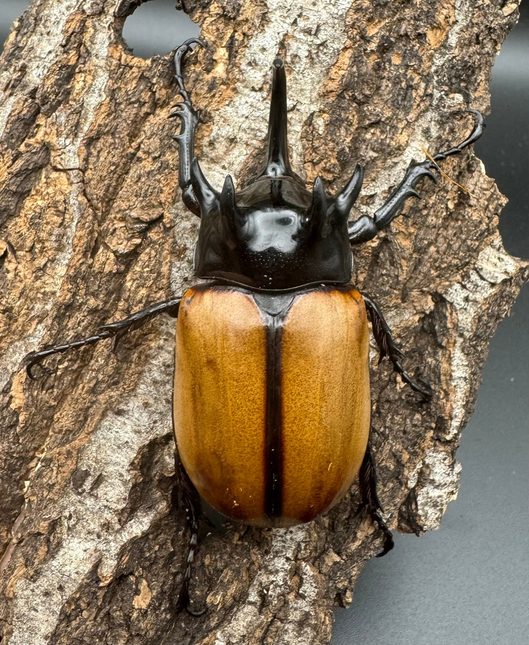 【WD】《ゴホンツノカブト原名亜種 72mm A’品ペア》