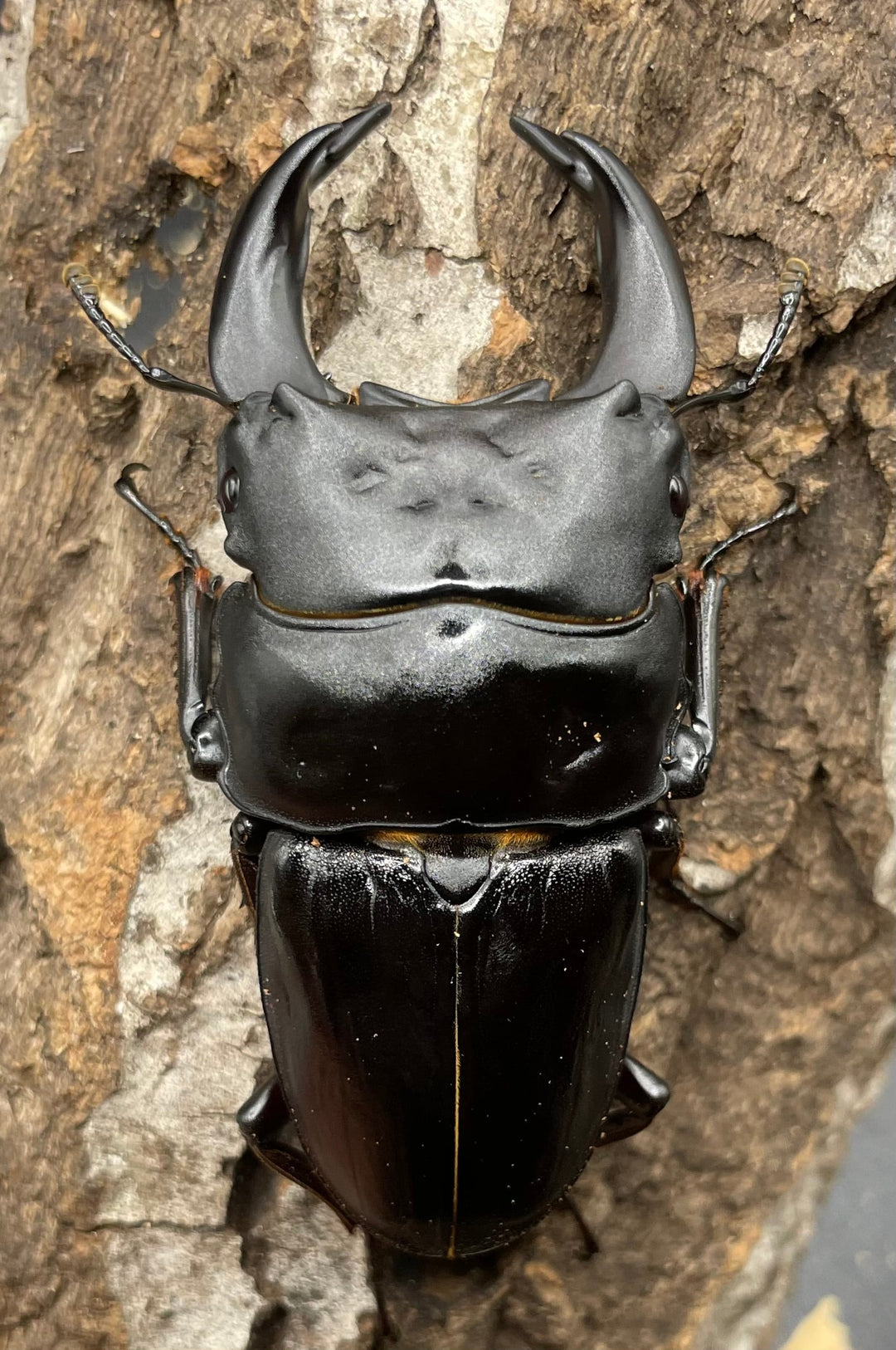 《ホペイオオクワガタ SL血統 73mm ペア》