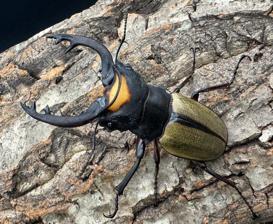 【WD】《ラコダールツヤクワガタ 73mm ペア》