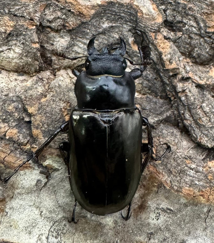 【WD】《レスネミヤマ Free ♀単》