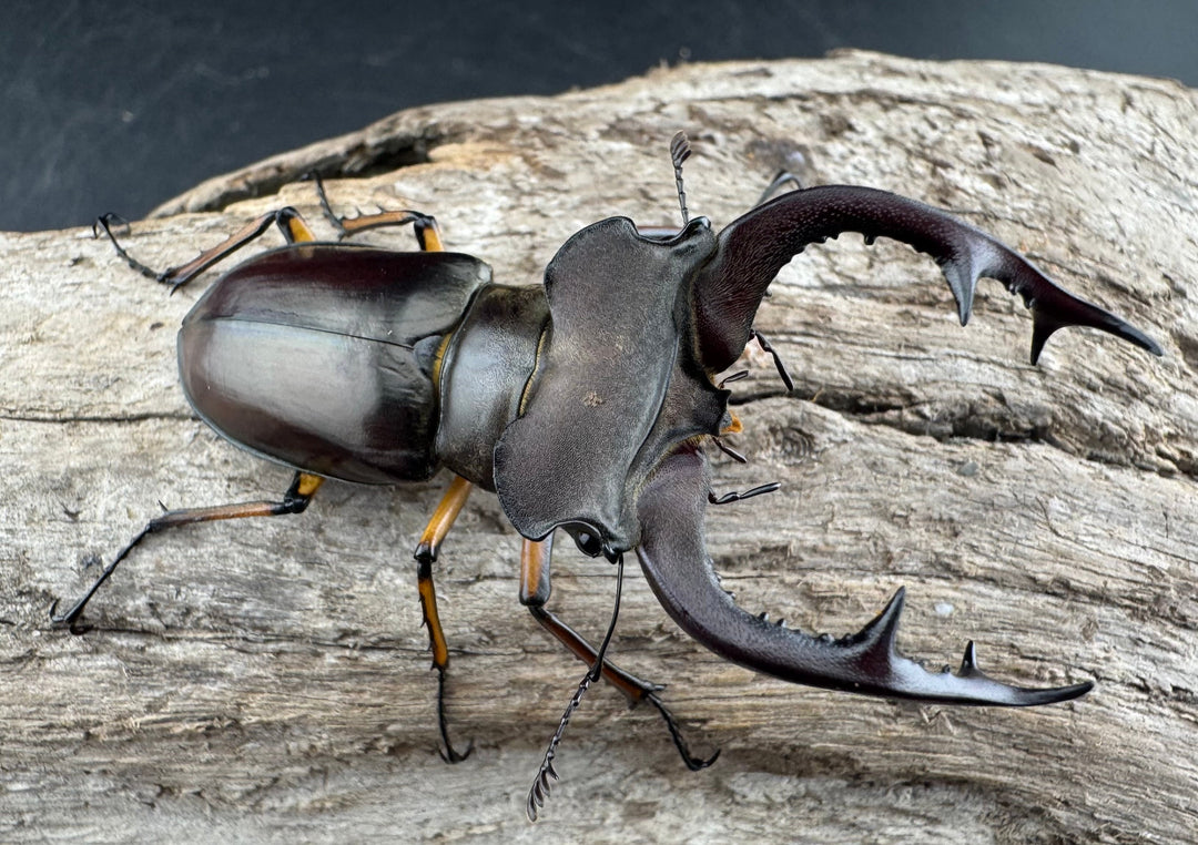 【WD】《フェアメイルミヤマ 雅安市産 58mm ペア》