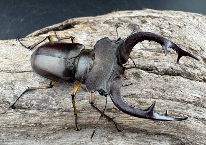 【WD】《フェアメイルミヤマ 雅安市産 58mm ペア》