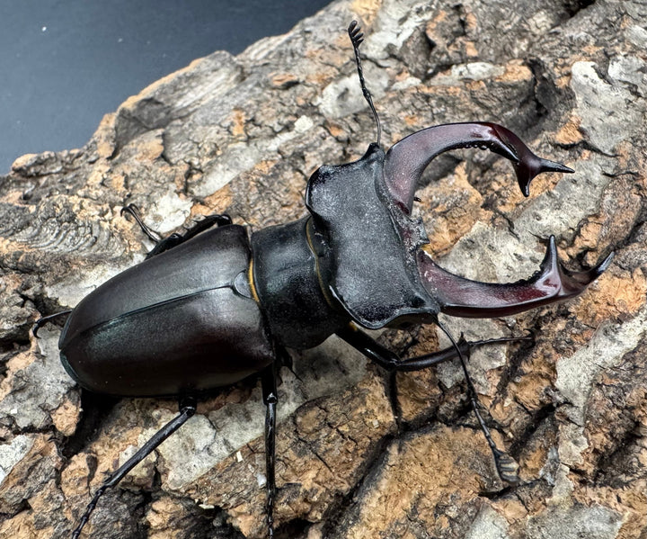 《ヨーロッパミヤマ（ケルブスミヤマ） 73mm ペア》