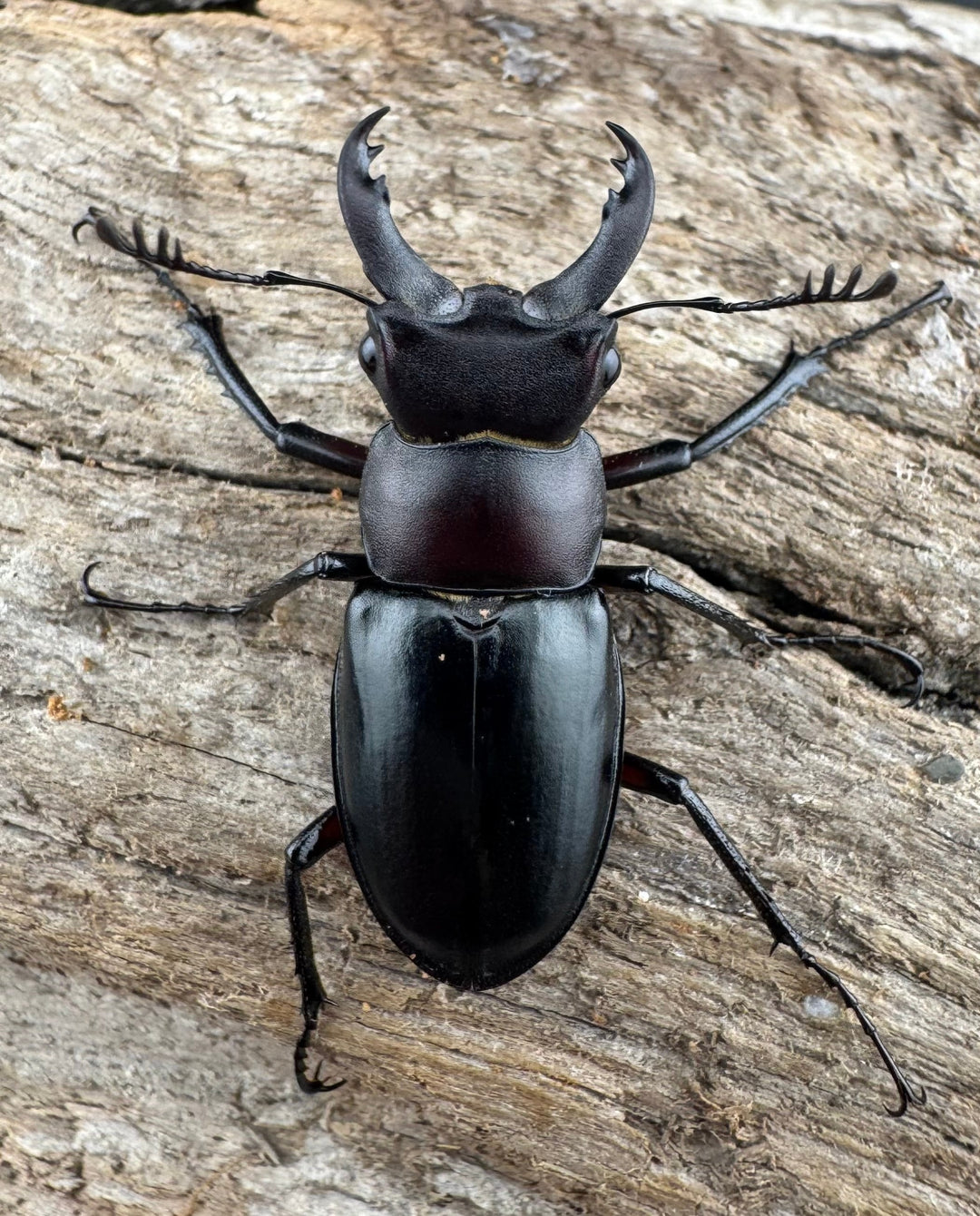 【WD】《パリーミヤマクワガタ 29mm ♂黒化型♀赤脚 ペア》