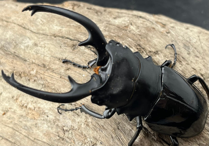 【WD】《インターメディアツヤクワガタ ロハス産 88mm ペア》