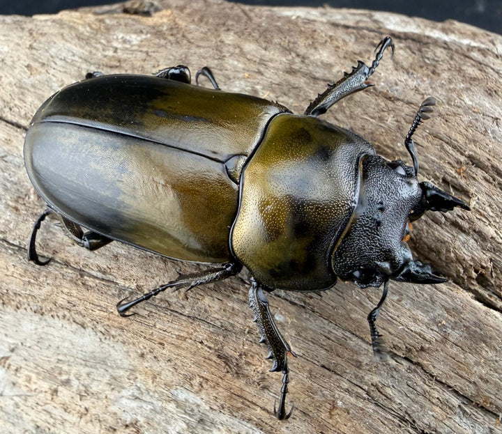 【F0】《ローゼンベルグオウゴンオニクワガタ 46mm ♀単》