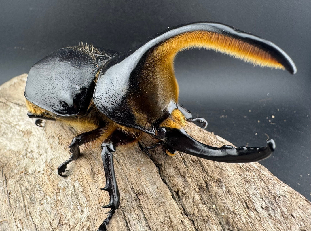 即ブリ《サタンオオカブト 99mm ペア》inohiro109氏ブリード個体