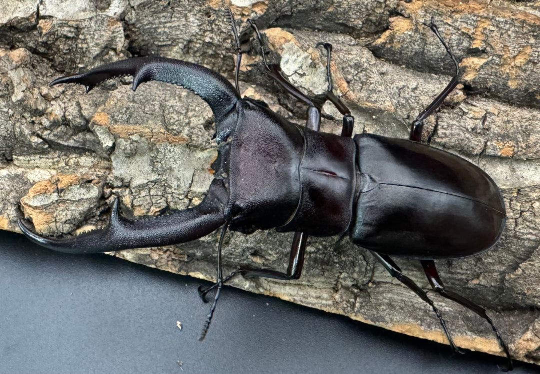 【WD】《マンディブラリスフタマタ 93mm ペア》