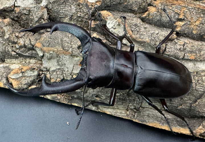 【WD】《マンディブラリスフタマタ 93mm ペア》