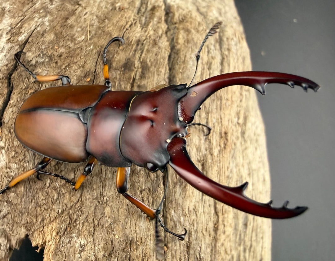 【WD】《アスタコイデスノコギリ ベンクール産 64.5mm ペア》