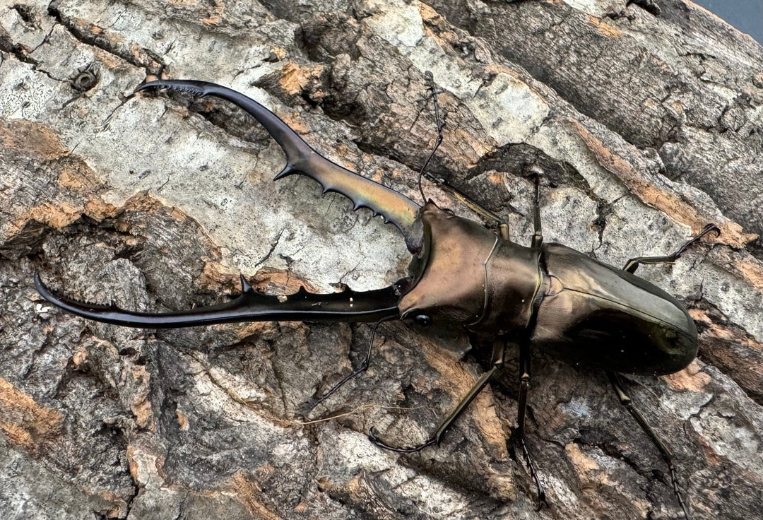 【WD】《メタリフェルホソアカ 85mm ペア》