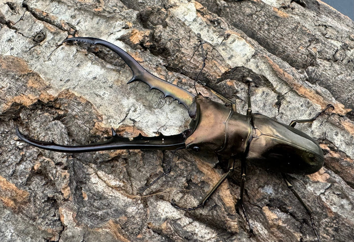 【WD】《メタリフェルホソアカ 85mm ペア》