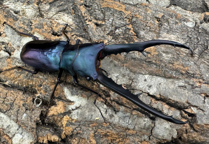 【美麗】高グレード《メタリフェルホソアカ 75mm ペア》わたくわ氏ブリード個体