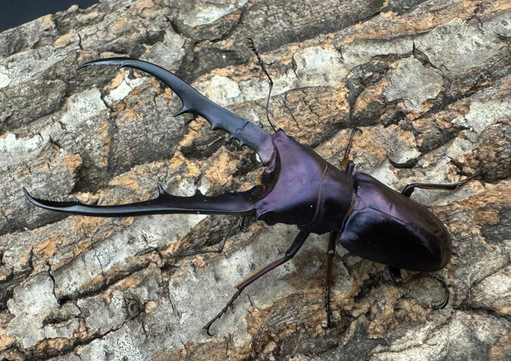 【美麗】《メタリフェルホソアカ 75mm ペア》わたくわ氏ブリード個体