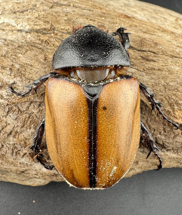 【WD】《ゴホンツノカブト原名亜種 ラオス産 75.5mm ペア》