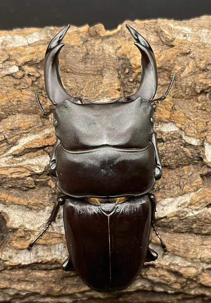 《オオクワガタ 能勢YG血統 76mm ペア》