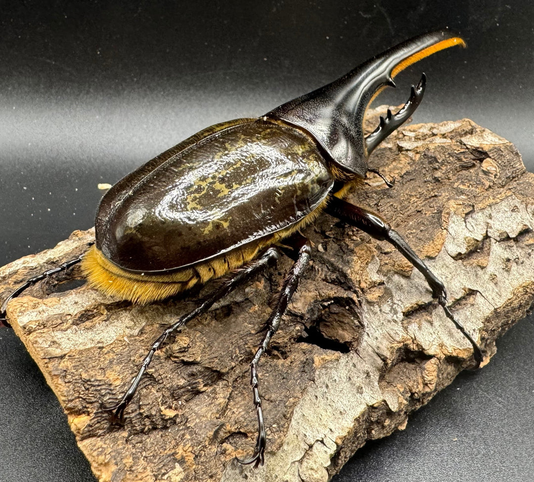 《ヘラクレス・ヘラクレス 122mm ペア》