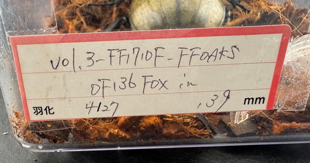 即ブリ《ヘラクレス・ヘラクレス 優良血統 139mm ペア》