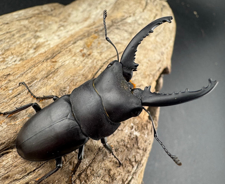 【WD】《トンキンノコギリヒラタクワガタ ベトナム産 47.5mm ペア》