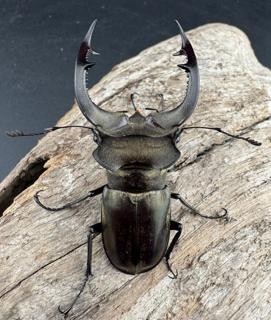 【WD】《ノビリスミヤマ 63mm ペア》