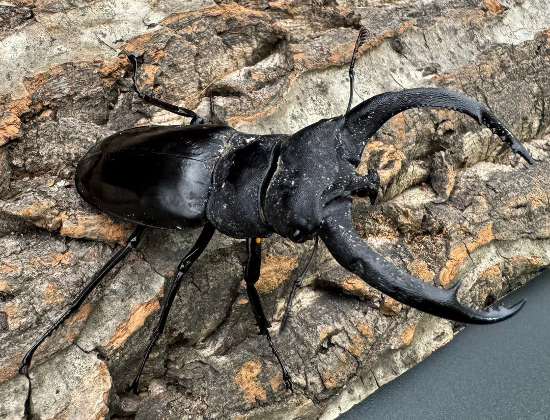 【WD】《リノケロスフタマタクワガタ 80mm ペア》