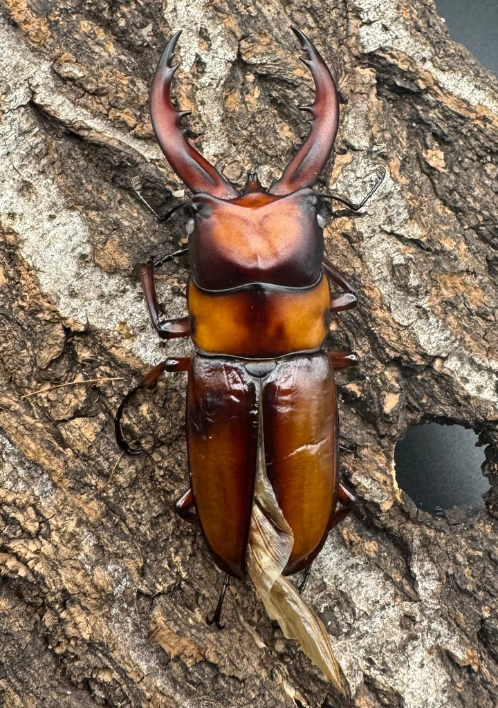 《トカラノコギリクワガタ ホワイトアイ ♀単+おまけB品♂》