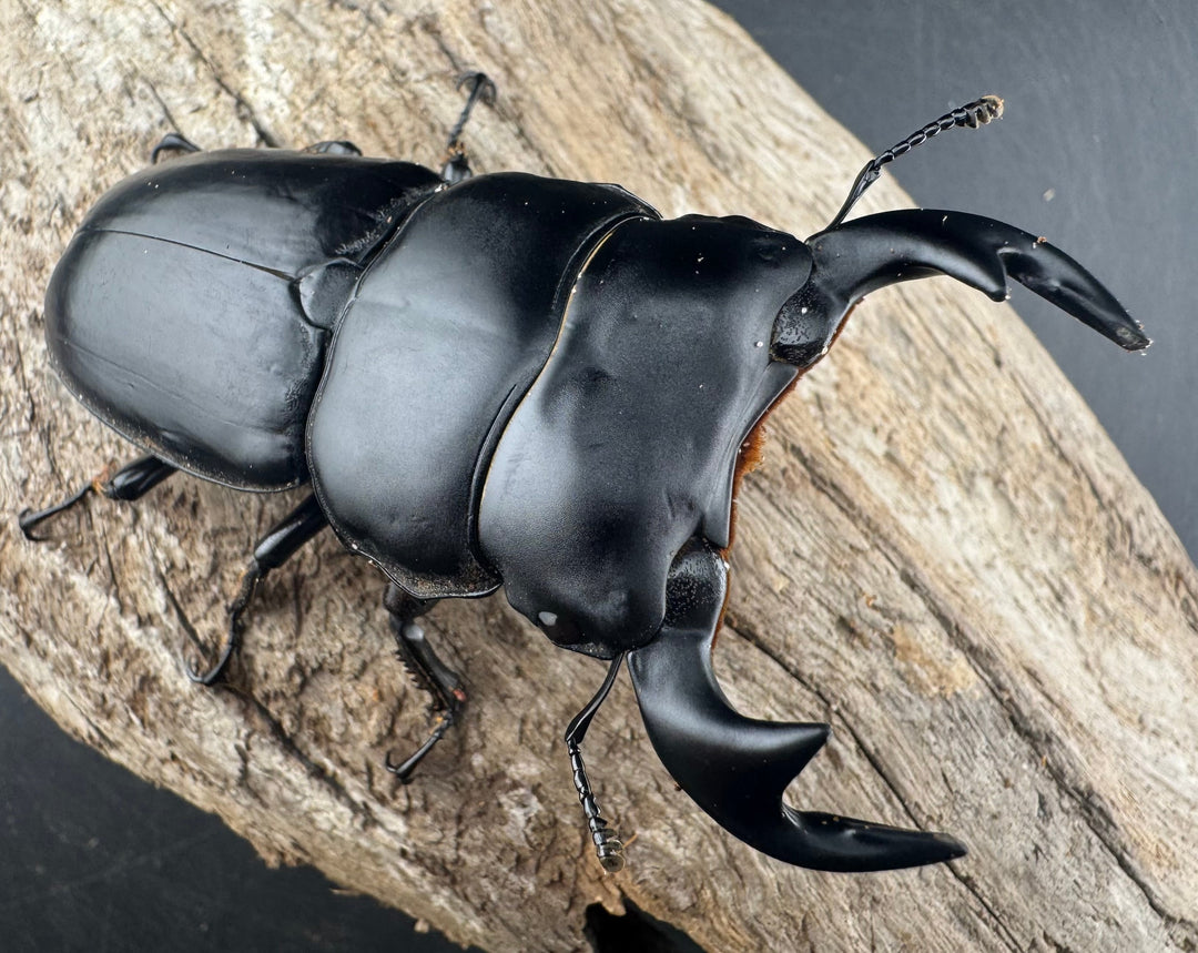 【WD】《アンタエウスオオクワ亜種miyashitai 75mm ペア》