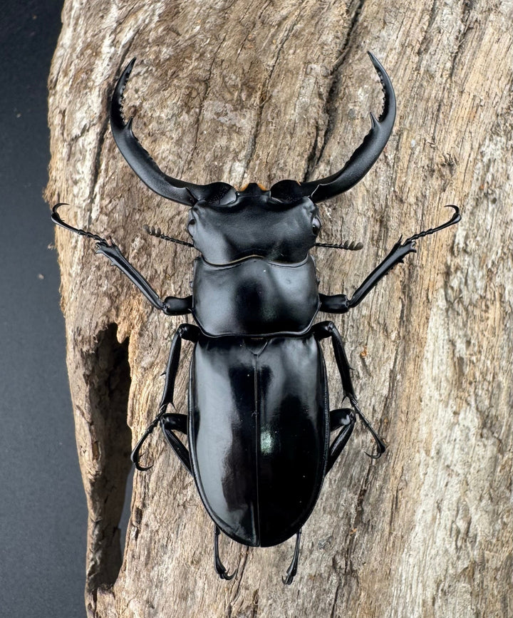 【WD】《ウエストウッディ亜種カズミアエ 雲南省産 62mm ペア》