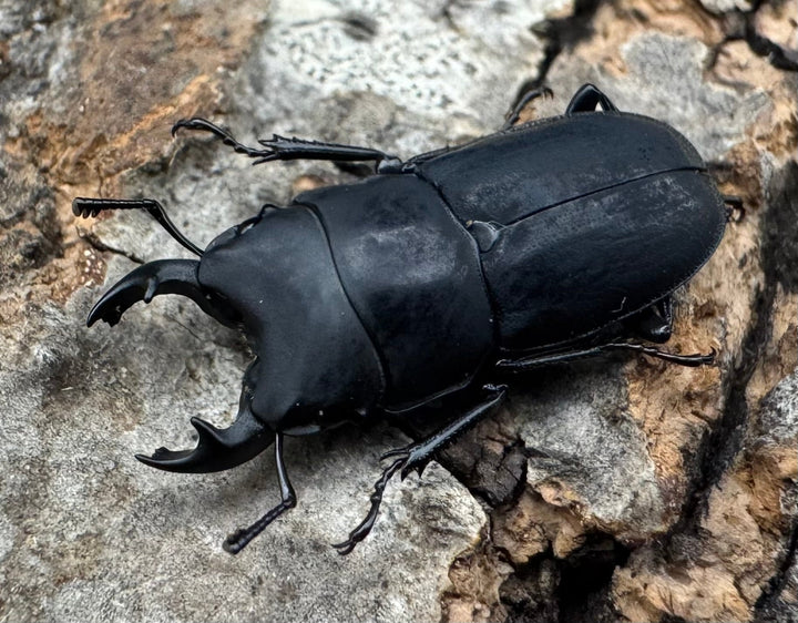 【WF2】《メタドルクス ロトゥンダトゥス 17.5mm ペア》