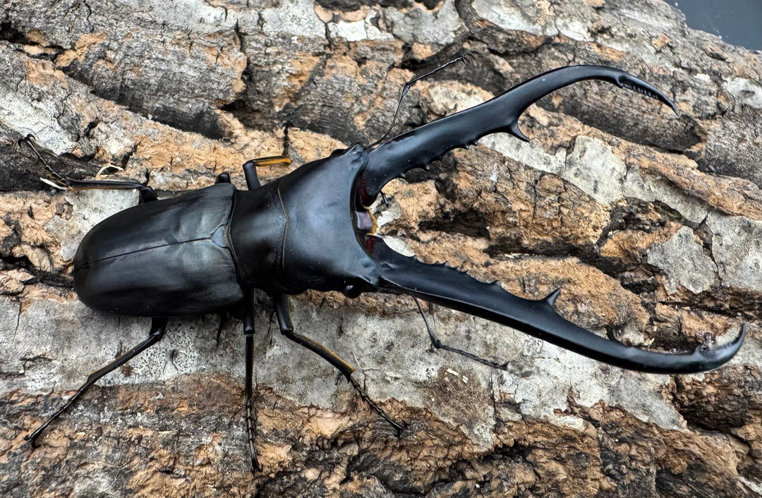 《メタリフェルホソアカ ブラックカラー 81mm ペア》