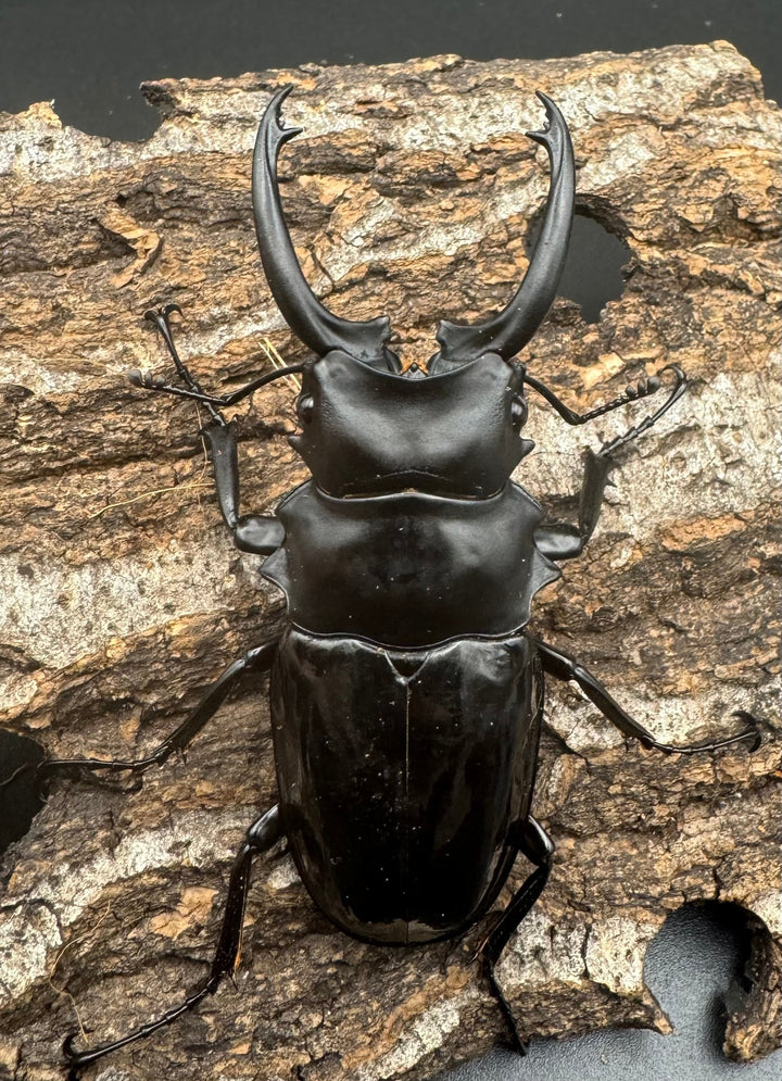 【WD】《ダールマンツヤクワガタ亜種celebensis 80mm ペア》