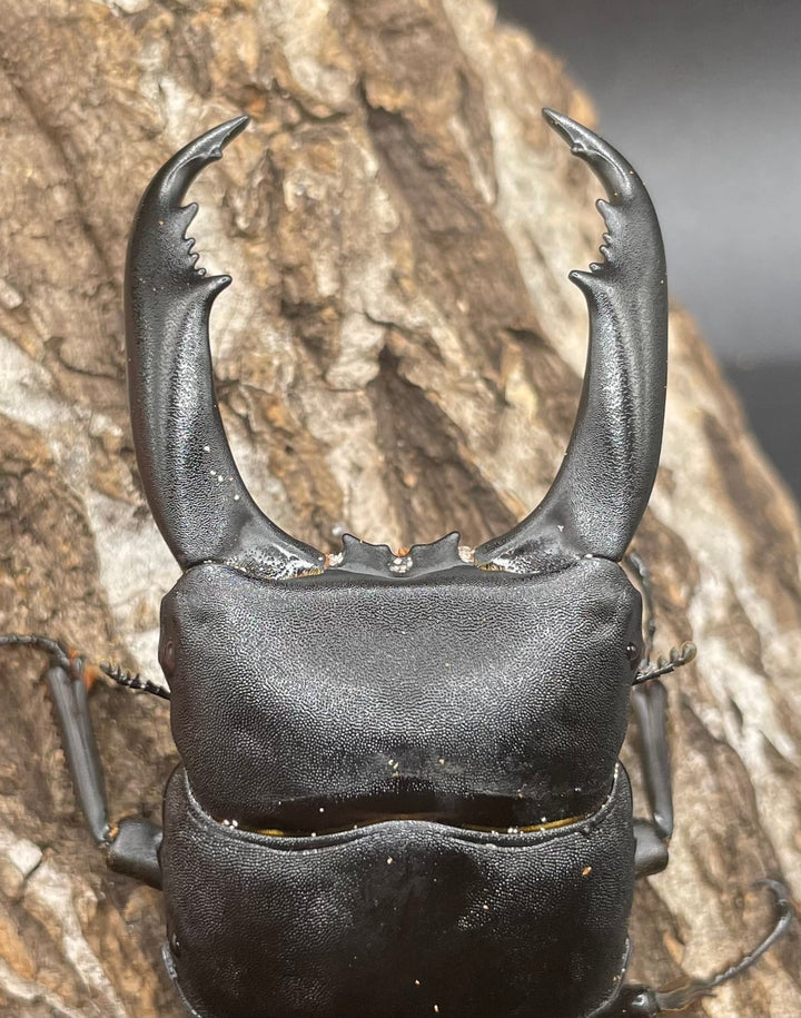 【WD】大型《カマリネスヒラタ 96mm ペア》