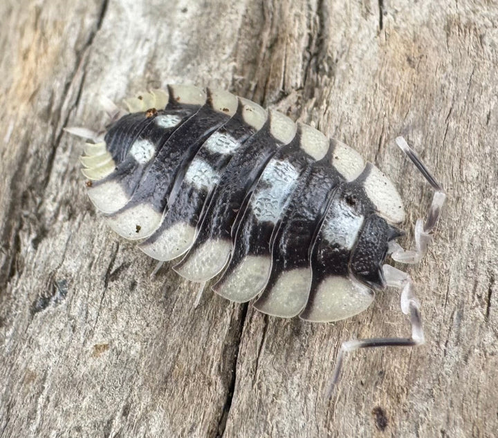 【CB】《エクスパンサス プラデス Free 5頭セット》