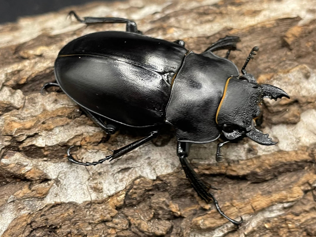 【WD】《アルケスツヤクワガタ 75mm ペア》