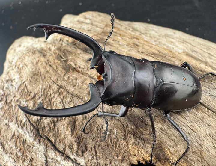 【WD】《ブッダノコギリ フィリピン北部亜種 51.5mm A'品ペア》