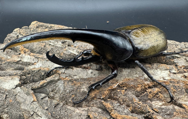 《ヘラクレス・ヘラクレス 146mm ペア》