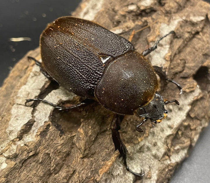 《ヘラクレス・ヘラクレス 126mm ペア》