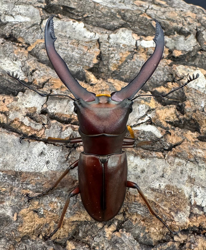 【WD】《ギラファホソアカクワガタ 59mm ペア》